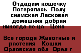 Отдадим кошечку.Потерялась. Полу сиамская.Ласковая,домашняя,добрая,никогда не ца › Цена ­ 1 - Все города Животные и растения » Кошки   . Орловская обл.,Орел г.